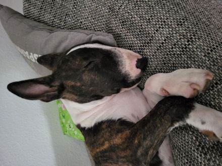 Miniatur Bullterrier, reinrassig mit Ahnentafel