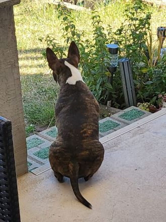 Miniatur Bullterrier, reinrassig mit Ahnentafel