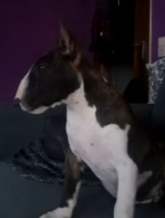 Miniatur Bullterrier, reinrassig mit Ahnentafel