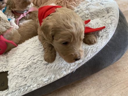 Goldendoodle Standard F1B