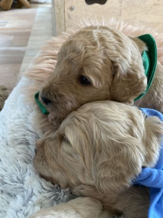 Goldendoodle Standard F1B