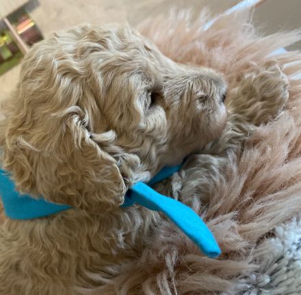 Goldendoodle Standard F1B