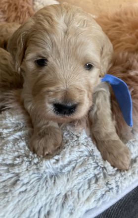 Goldendoodle Standard F1B