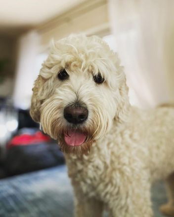 Goldendoodle Standard F1B