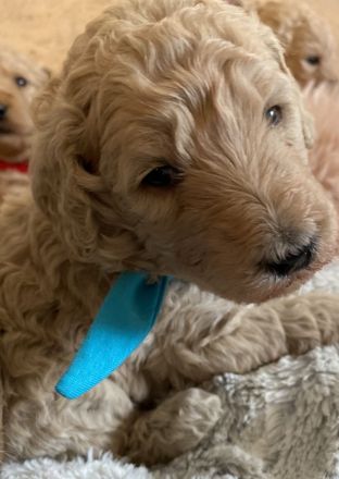 Goldendoodle Standard F1B