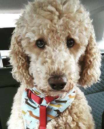 Goldendoodle Standard F1B