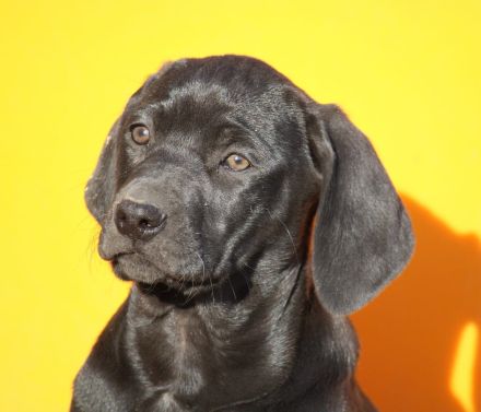 Ridgeback/ Weimaraner