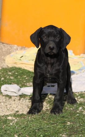Ridgeback/ Weimaraner