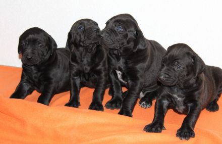 Ridgeback/ Weimaraner