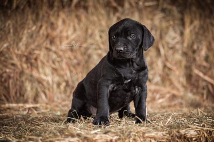 Ridgeback/ Weimaraner