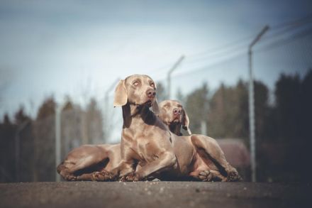 Ridgeback/ Weimaraner