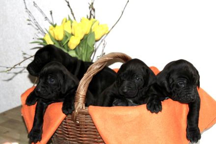 Ridgeback/ Weimaraner