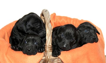 Ridgeback/ Weimaraner