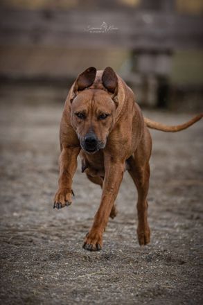Ridgeback/ Weimaraner
