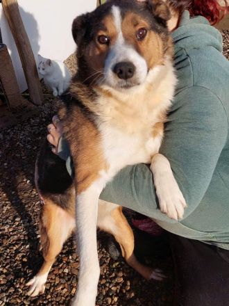 Milo, sucht einen Gnadenplatz