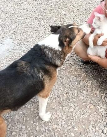 Milo, sucht einen Gnadenplatz