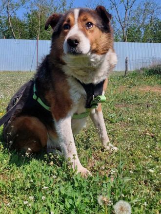 Milo, sucht einen Gnadenplatz