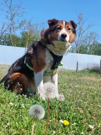 Milo, sucht einen Gnadenplatz