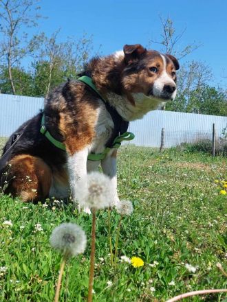 Milo, sucht einen Gnadenplatz