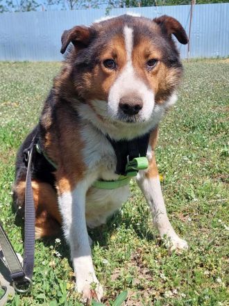 Milo, sucht einen Gnadenplatz