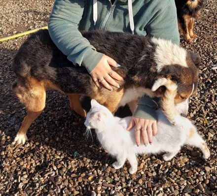 Milo, sucht einen Gnadenplatz