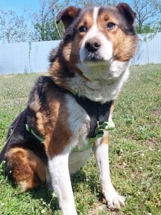 Milo, sucht einen Gnadenplatz