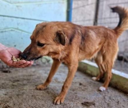 Stevie, sehr freundlich und lieb