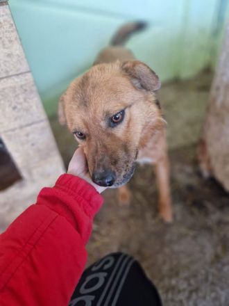 Stevie, sehr freundlich und lieb