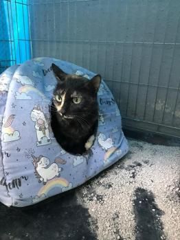 Flor, Einzelprinzessin