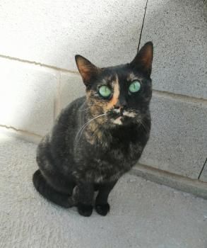 Flor, Einzelprinzessin