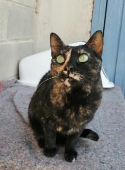 Flor, Einzelprinzessin