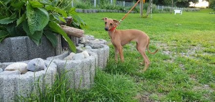 Italienisches Windspiel.....Italian Greyhound in Bad Saulgau (Baden