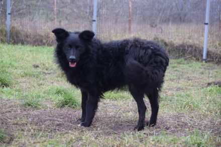 Gunnar, junger Mudi-Mix, 46 cm, kastriert, 1 Jahr alt sucht erfahrenes Zuhause