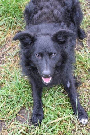 Gunnar, junger Mudi-Mix, 46 cm, kastriert, 1 Jahr alt sucht erfahrenes Zuhause