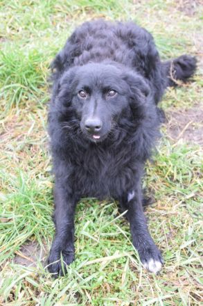 Gunnar, junger Mudi-Mix, 46 cm, kastriert, 1 Jahr alt sucht erfahrenes Zuhause