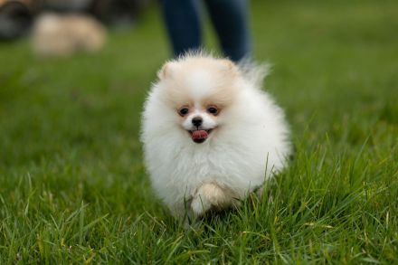 Zwergspitz / Pomeranian Hündin sucht noch ein liebevolles Zuhause!