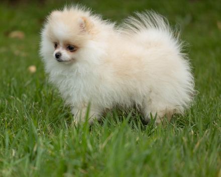 Zwergspitz / Pomeranian Hündin sucht noch ein liebevolles Zuhause!