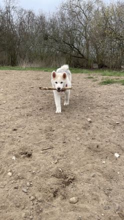 Akita Inu Welpen
