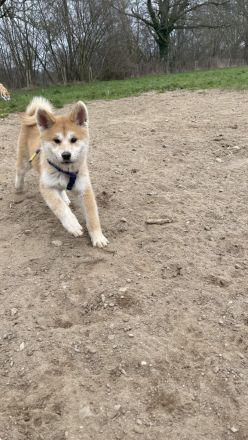 Akita Inu Welpen