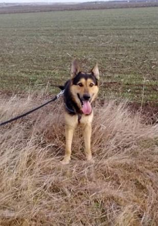 Noah, sensibel und menschenbezogen