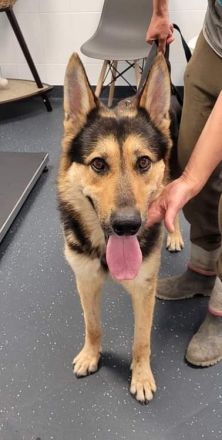 Noah, sensibel und menschenbezogen