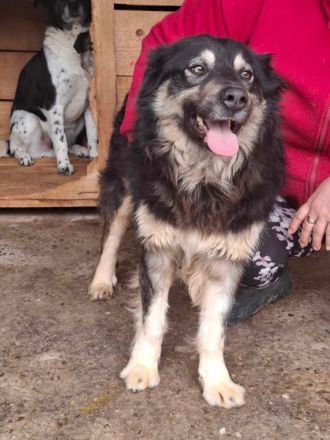 Laika, lebenslustig und menschenbezogen