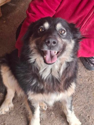 Laika, lebenslustig und menschenbezogen