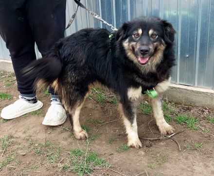 Laika, lebenslustig und menschenbezogen