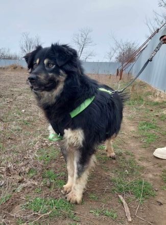 Laika, lebenslustig und menschenbezogen