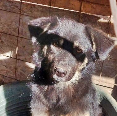 Laika, lebenslustig und menschenbezogen