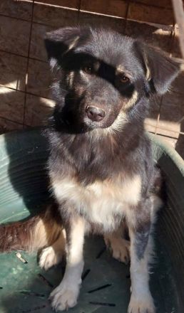 Laika, lebenslustig und menschenbezogen