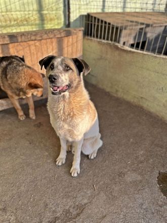 Santo, auf der Suche nach seinen Menschen