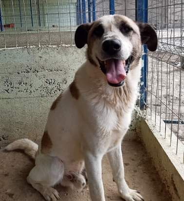 Santo, auf der Suche nach seinen Menschen