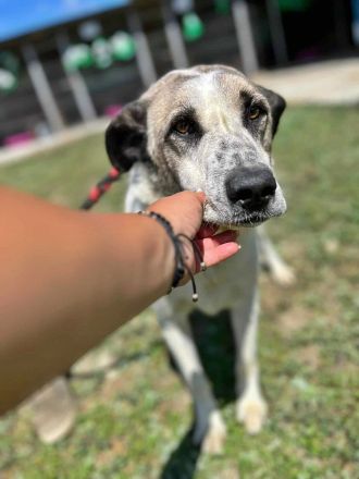 Santo, auf der Suche nach seinen Menschen